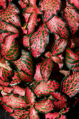 Fittonia albivenis is a species of flowering plant in the family Acanthaceae, native to the...