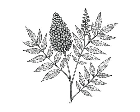 Detailed Botanical Illustration of Staghorn Sumac Plant with Leaves and Berries