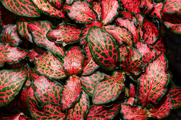 Fittonia albivenis is a species of flowering plant in the family Acanthaceae, native to the...