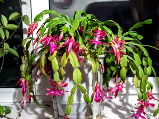 beautiful profusely blooming Schlumberger cactus on the windowsill