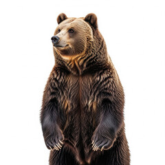 Fototapeta premium brown bear isolated