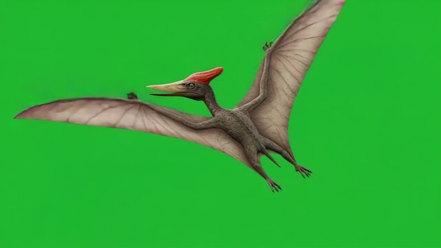 Pteranodon animal flying on green screen background