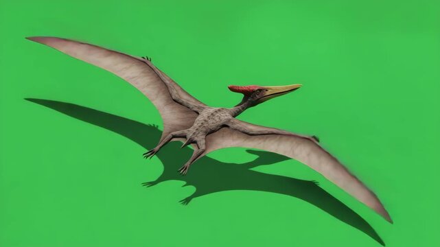 Pteranodon animal flying on green screen background