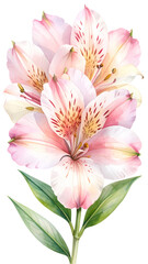 Fototapeta premium Watercolor-Style Alstroemeria Flower in Soft Pink and Cream – Artistic PNG Cutout