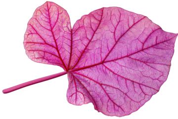 Vibrant pink leaf with intricate veins