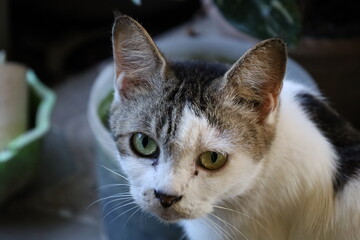 A cat looks at the camera with green eyes