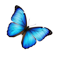 Striking Blue Butterfly on a Black Background