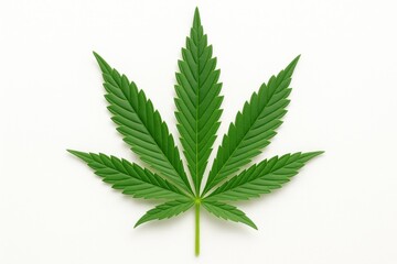 Cannabis Leaf Close-Up: A vibrant green cannabis leaf is captured, showcasing its distinct, intricately detailed form and radiating a sense of natural vitality.