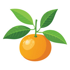Fresh Mandarins, Juicy & Refreshing