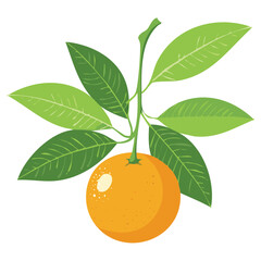 Healthy Mandarins, Perfect Snack