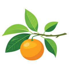 Sweet Mandarins, Easy Peel Citrus