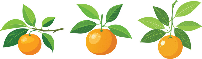 Organic Mandarins, Vibrant & Delicious