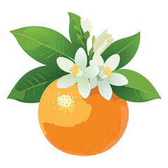 Juicy Tangerines, Refreshing & Healthy