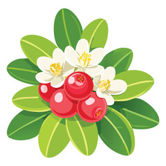 Tart Lingonberries, Northern Berry Gem