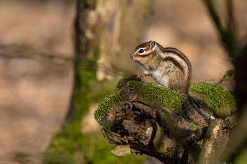 ein Streifenhörnchen auf einem Ast