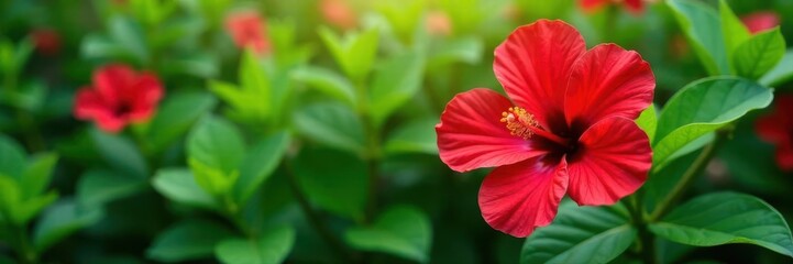 Vibrant red hibiscus blossoms open amidst lush green foliage , picture, exotic