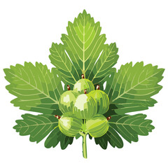 Ripe Gooseberries, Sweet-Sour Treat
