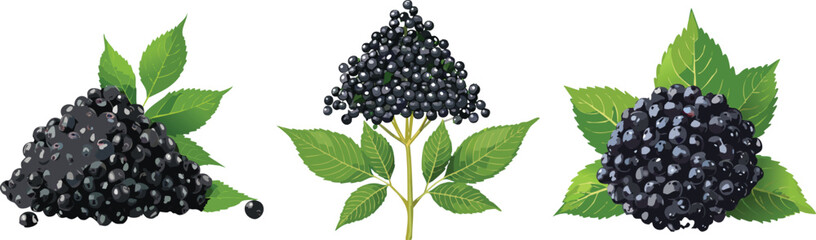 Dark Elderberries, Healthy & Immune Boosting