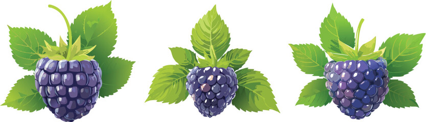 Fresh Boysenberries, Rich & Flavorful