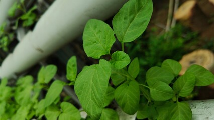 Vegetable farming using hydroponic methods, this method is suitable for small plots of land. Agricultural concept