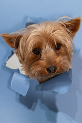 A Yorkshire terrier with a curious expression pokes its head through a hole in blue paper. The...