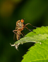 Empis Livida with children on the grass and a black background. colorful macro photography. close-up. natural light. space for the text. blurred background with highlights. bokeh.