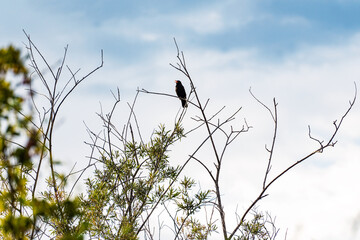 A male blackbird (Turdus merula) sings a song with his beak wide open, sitting on a bare branch of...