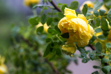 yellow rose on a bush with raindrops and dew on a blurred background with bokeh. space for text. colorful flower photography. close-up. beautiful screensaver. romantic love