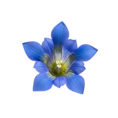 Single blue gentian flower on black
