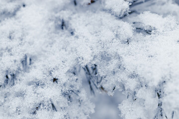 Winter nature close up Pine tree branches snow covered, snowy texture, macro trend photo, magical wintertime, winter holidays, snowy fir trees forest, white frost on twigs, green blue monochrome