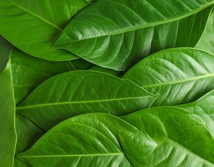 Close-up of lush green leaves (1)