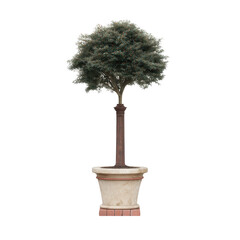 Fototapeta premium A lush green tree in a decorative pot, showcasing its elegant shape against a clean white background, perfect for enhancing any indoor or outdoor space.