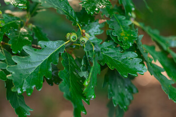 Close-Up of Green Oak Leaves with Young Acorns in Natural Forest Light – Nature and Botany Background