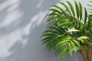 Green plant with long curved leaves casting soft shadows on a textured neutral gray wall