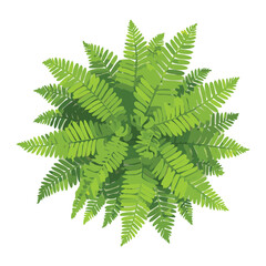 Lush Round Green Fern Plant
