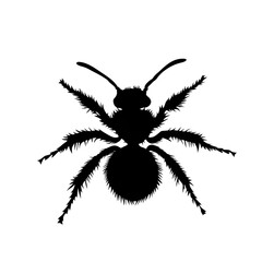 Obraz premium Velvet Ant black silhouette isolated on a transparent backgroundVelvet Ant black silhouette isolated on a transparent background