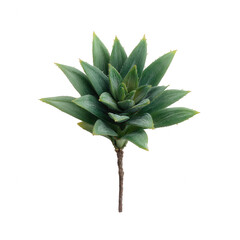 Fototapeta premium A vibrant green succulent plant with a rosette shape, perfect for modern decor. Its unique texture and lively color make it a striking feature in any interior setting.