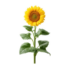 Obraz premium A vibrant sunflower standing tall with bright yellow petals and green leaves, isolated against a white background, capturing the essence of summer and nature's beauty.
