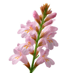 Fototapeta premium Beautiful pink flowers with delicate petals and vibrant green stem, isolated on a white background. Ideal for floral designs and botanical illustrations.