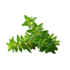 Obraz premium Fresh green thyme leaves, isolated on a white background, showcasing vibrant colors and texture, perfect for culinary, herbal, and wellness themes.
