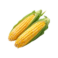 Fresh corn on the cob with husk, isolated on white background. Organic vegetable, healthy food, summer harvest, and natural farm produce concept.