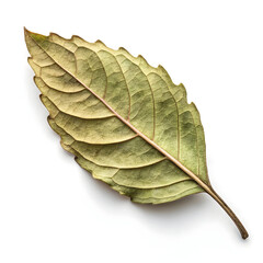 Dried tulsi leaves are sacred herbal leaves used in Ayurveda and teas for stress relief,