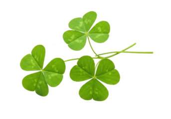 Three leaf clover shamrock plant isolated on transparent background