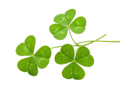 Three leaf clover shamrock plant isolated on transparent background