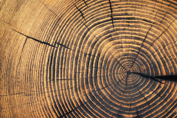 old wood texture with annual rings and cracks. wooden background