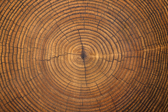 old wood texture with annual rings and cracks. wooden background
