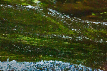 Gentle ripple in a small rapids of the Sugar River.