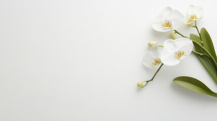 Obraz premium White orchid flower with green leaves on white background, elegant and fresh floral arrangement for decoration