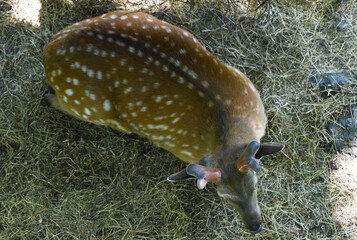 Overhead view of a Far Eastern spotted deer with velvet antlers and visible excess weight, lying on dry grass in shaded light. Focus on new antlers. © Tatiana