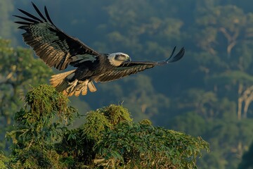 Majestic eagle soars above forest